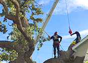 Tree Trim