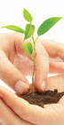 tree seedling in hands