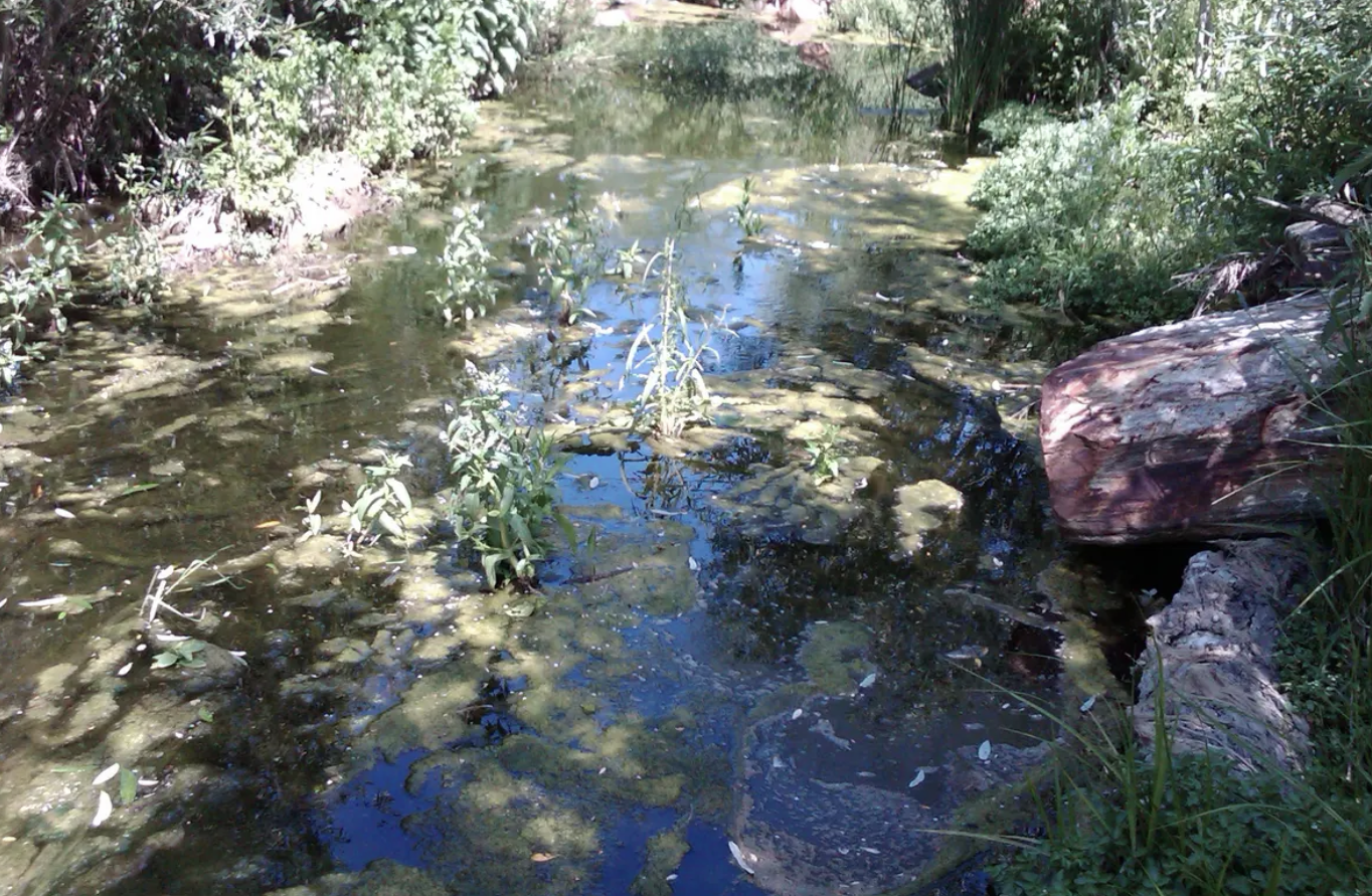 creek cleanup