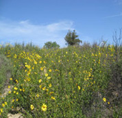 field of yellow flowers